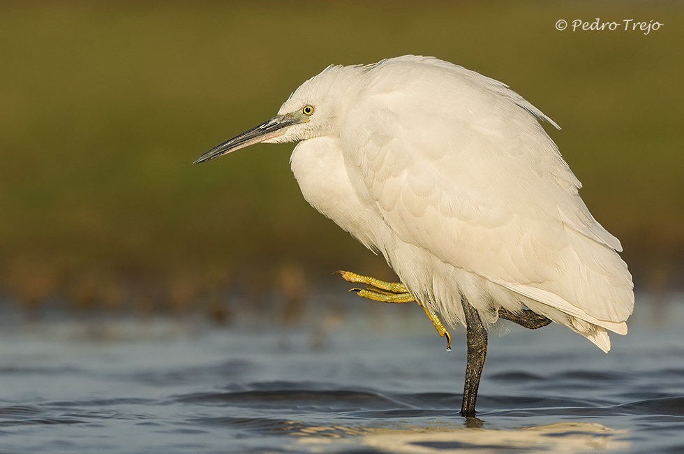 Garceta común (Egretta garzetta)